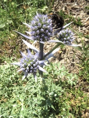 Eryngium bourgatii