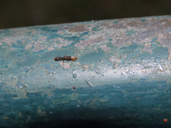 Pseudomyrmex