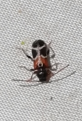 Phymatodes alni