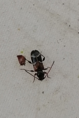 Phymatodes alni
