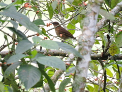 Turdus obsoletus