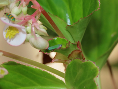 Versigonalia ruficauda