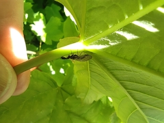 Xanthostigma xanthostigma