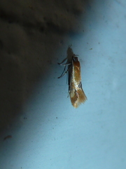 Batia lunaris