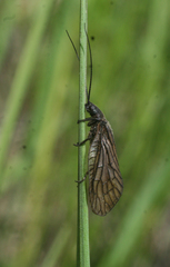 Sialis sordida