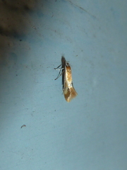Batia lunaris