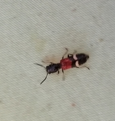 Tilloidea unifasciata