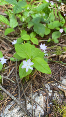 Lysimachia latifolia
