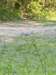 Sciurus carolinensis