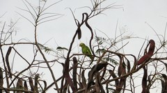 Alipiopsitta xanthops