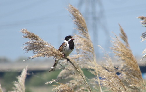 Escribano palustre (Emberiza schoeniclus)