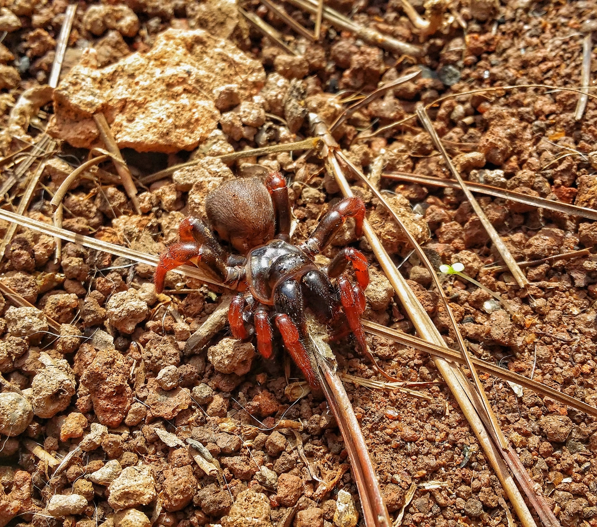 Actinopus rufipes (Lucas, 1834)
