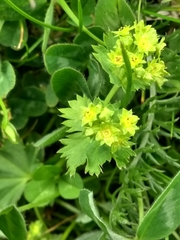 Alchemilla xanthochlora