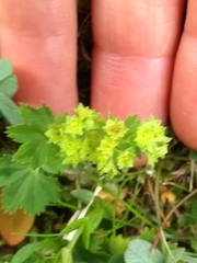 Alchemilla xanthochlora