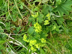 Alchemilla xanthochlora