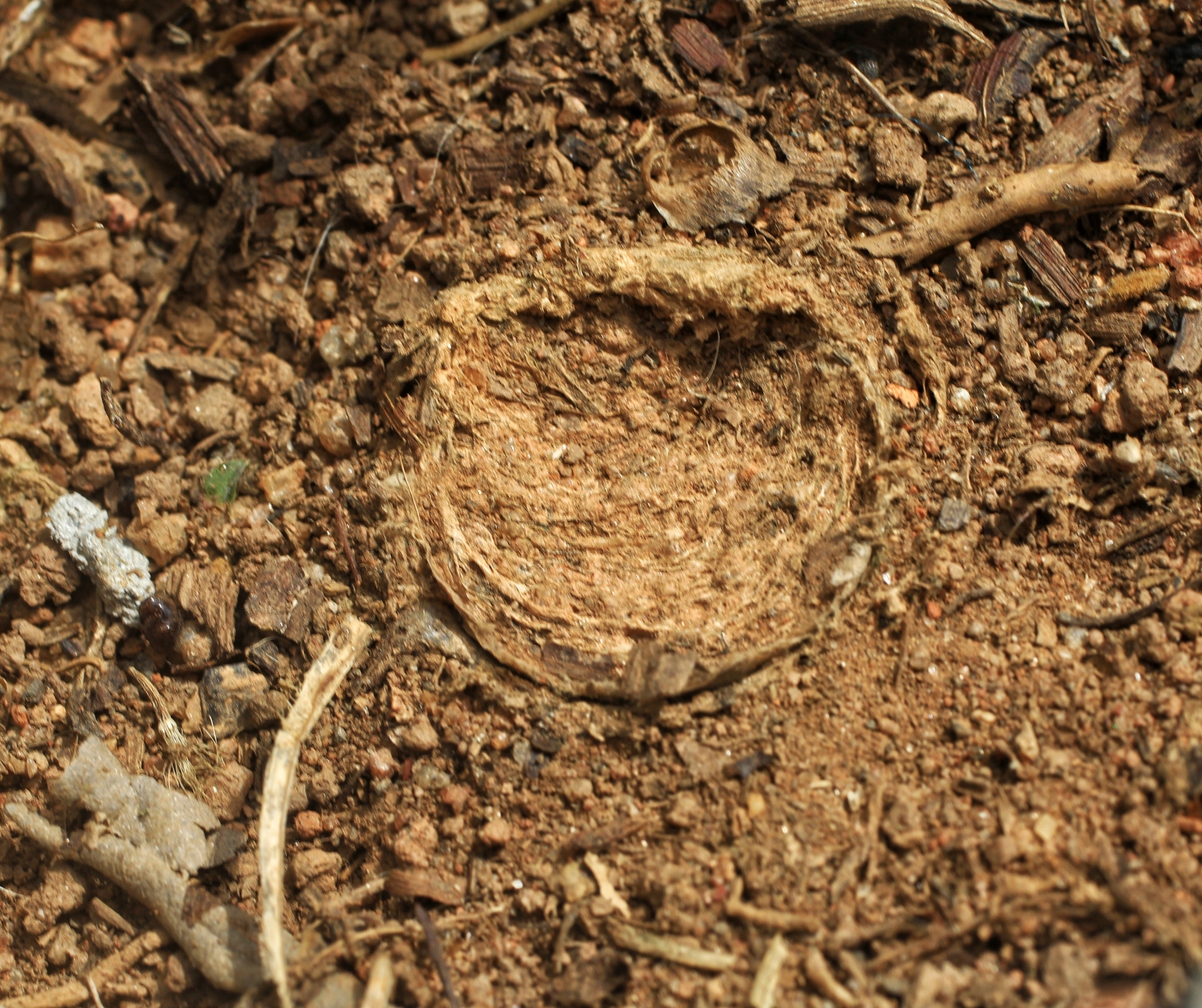 Actinopus rufipes (Lucas, 1834)