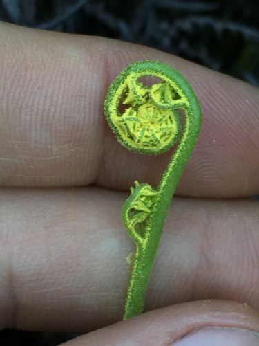 Pityrogramma austroamericana