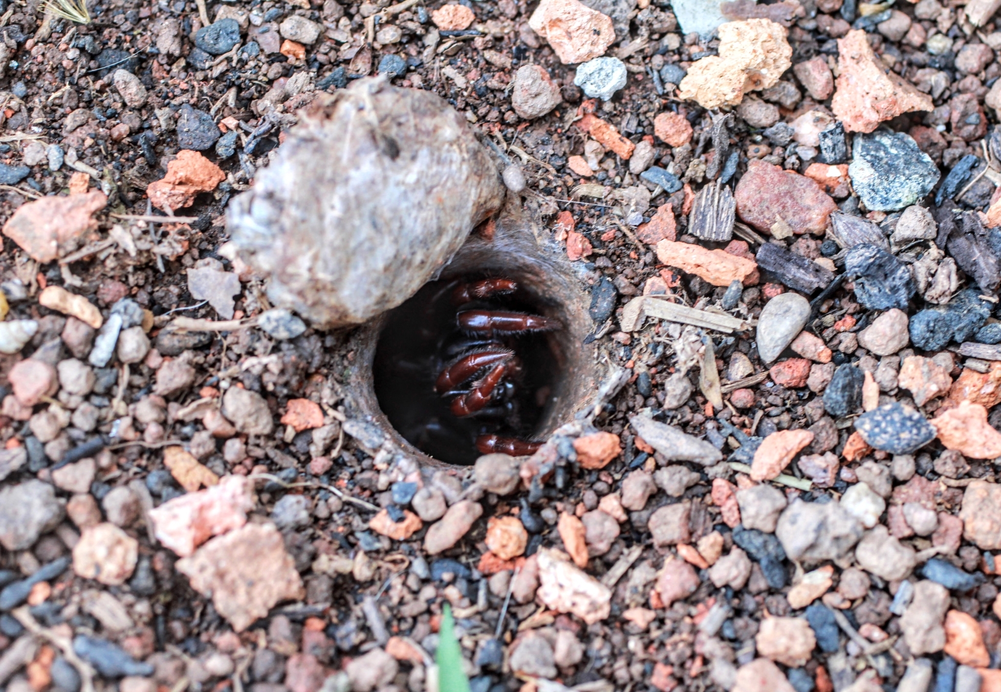 Actinopus rufipes (Lucas, 1834)