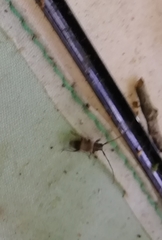 Exocentrus lusitanus