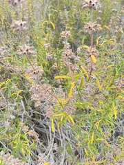 Salvia brandegeei