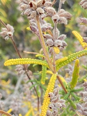 Salvia brandegeei