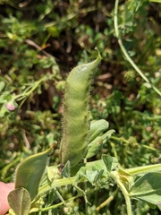Vicia johannis