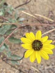 Helianthus niveus