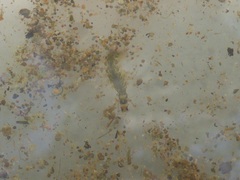 Rhyacophiloidea