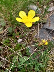 Ranunculus nigrescens