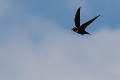 Streptoprocne biscutata