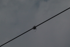 Tillandsia recurvata