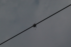 Tillandsia recurvata