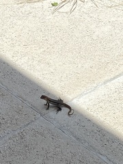 Leiocephalus psammodromus