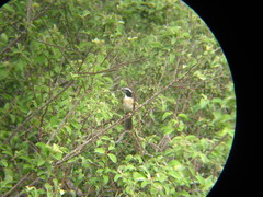 Saltator orenocensis