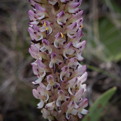 Disa fragrans