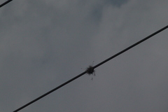 Tillandsia recurvata