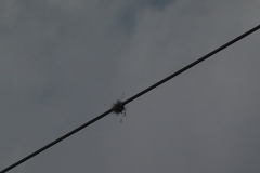 Tillandsia recurvata