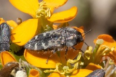Acmaeodera hepburnii