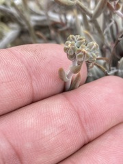 Dudleya attenuata attenuata