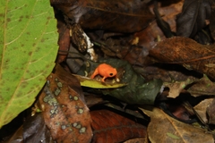 Brachycephalus