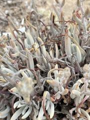 Dudleya attenuata attenuata