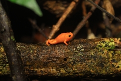 Brachycephalus