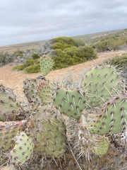 Opuntia clarkiorum