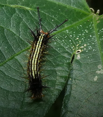 Colobura dirce