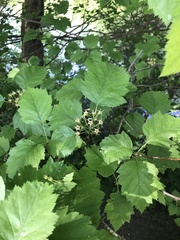Karpatiosorbus latifolia