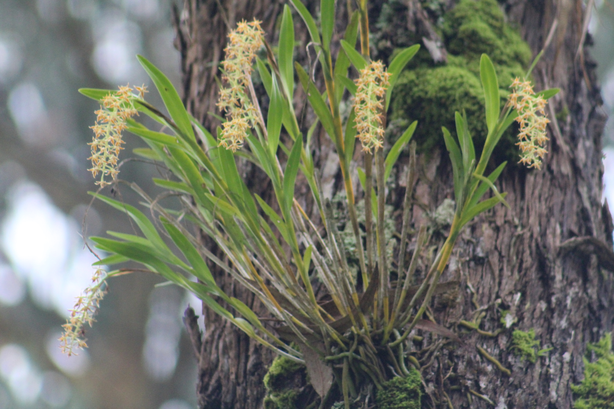 Epidendrum tequendamae F.Lehm. & Kraenzl.