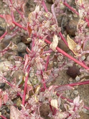 Atriplex pacifica