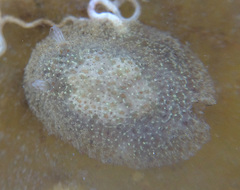 Corambe pacifica