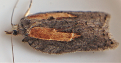 Acleris youngana