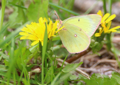 Colias philodice eriphyle
